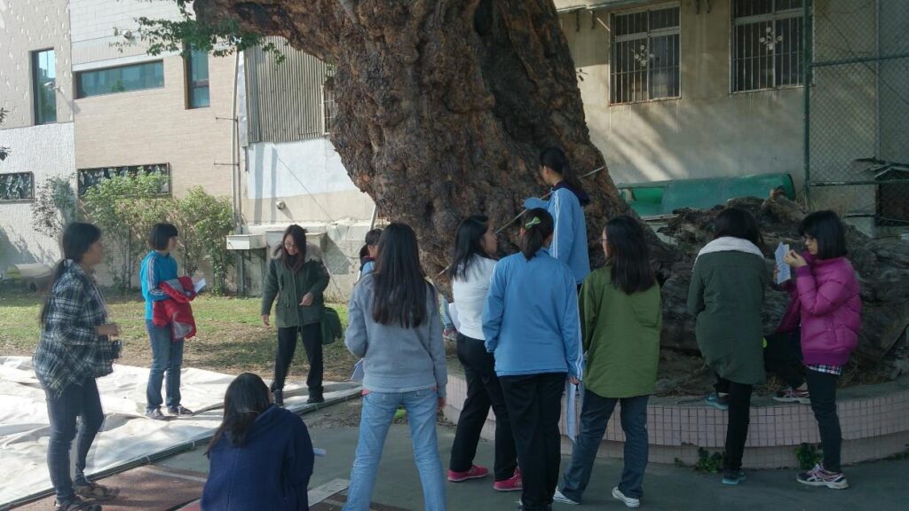 圖 7 2014 年冬，校園導覽志工研習，南女人為金龜樹量樹圍